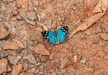 Blue butterfly