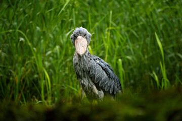 Shoebill, Balaeniceps rex, hidden in the green vegetation. Portrait of big beaked bird, Uganda. Birdwatching in Africa. Shoebill in the big green water grass.