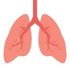 Healthy Human Lungs Illustration 