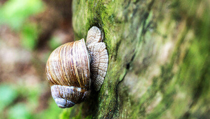 A small snail creeps along a tree trunk. Close-up