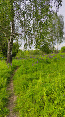 Obraz premium Landscape bacground in the spring season with path and trees