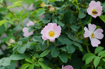 Spring flowers. Bush of pink flowers.