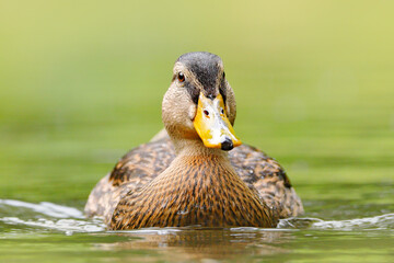 Female of water bird Mallard, Anas platyrhynchos, with reflection in the water. Animal in the river habitat.