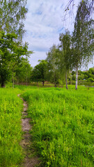 Landscape bacground in the spring season with path and trees