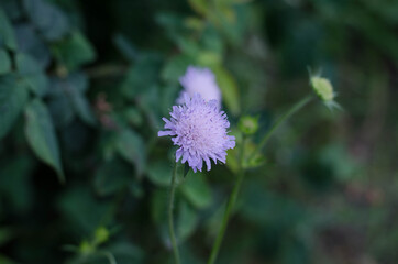 Wildflowers, spring flowers. Purple flower. A bee is sitting on a flower.