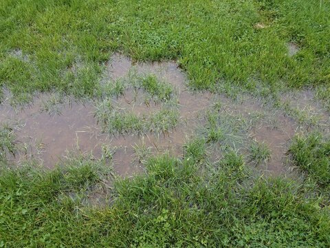green grass or lawn or yard and water puddle
