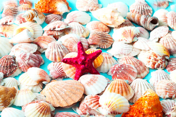 Sea background made of colored seashells. Summer time or hello summer. Creative copy space for projects and design.