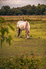Fototapeta premium Caballo con un pájaro sobre su lomo