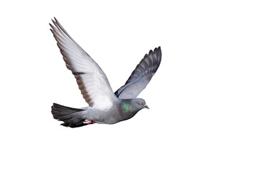 Flying pigeon. Isolated bird. White background. 