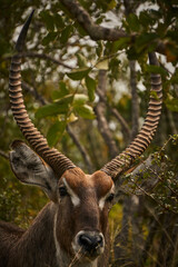 Kudu and Antilope 