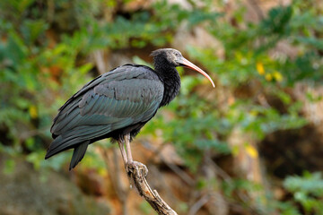 Northern Ibis sitting on the branch, rock mountain in the background. Bald Ibis Geronticus eremita, exotic bird in the nature habitat, evening sun light, during sunset, Marocco.