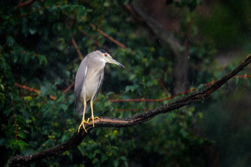 Bird with heavy rain. Night heron, Nycticorax nycticorax, grey water bird sitting above the water, Hungary. Wildlife scene in European nature.