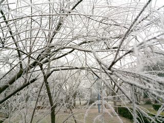 White hoarfrost on tree branches and winter frost, in a public park, in the early morning 