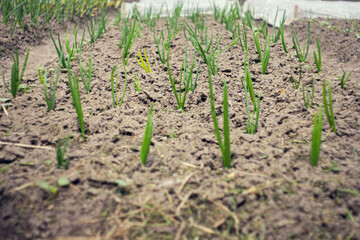 Fototapeta na wymiar Onions growing in the garden in rows at open ground farm. Garden bed with onions, gardening and farming concept. agricultural landings