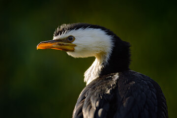 Obraz premium Little Pied Cormorant, Microcarbo melanoleucos, water bird from Australia. Detail portrait of cormorant with back sun light during evening. Wildlife scene from nature.