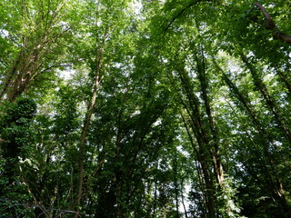 Obraz premium in woods sun ray coming amazing green