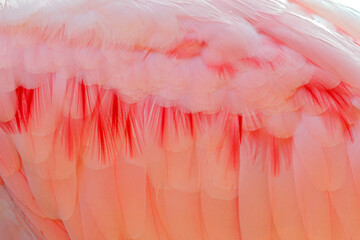 Detail pink feather plumage. Beautiful sunrise with bird, Platalea ajaja, Roseate Spoonbill, in the water sun back light, detail portrait of bird with long flat bill, Costa Rica.