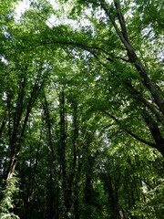in woods sun ray coming amazing green