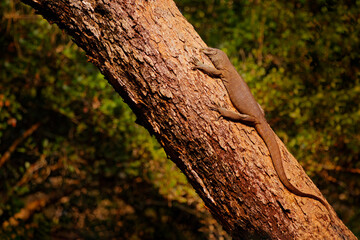 Sri Lankan Land Monitor Lizard on the tree trunk in the forest. Wildlife scene from Asia. Reptile...