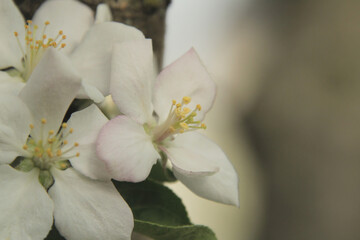 Naklejka na ściany i meble Profile of an Apple Blossom