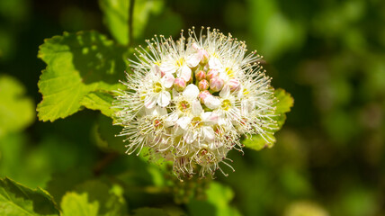 Blooming bush of spirea white flowers in sunset light. Spirea wallpaper. Spiraea is a shrubs in the family Rosaceae.
