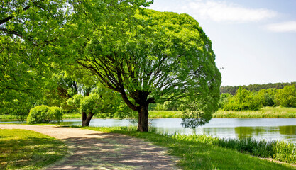 Summer landscape. A tree with a spherical crown on the banks of the river and a lot of greenery