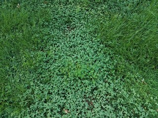 lawn with grass and clovers