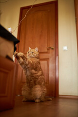 Scottish ginger cat is playing with a toy. Portrait of a cat.