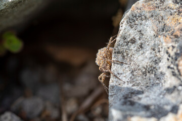 Fototapeta na wymiar Spinne trägt ihren Nachwuchs mit sich
