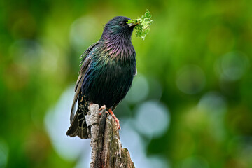 Starling spring nesting in tree nest hole. European Starling, Sturnus vulgaris, dark bird in beautiful plumage with food, animal in the nature habitat in the nature, Germany.