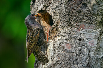 Starling spring nesting in tree nest hole. European Starling, Sturnus vulgaris, dark bird in beautiful plumage with food, animal in the nature habitat in the nature, Germany.