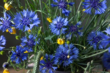 Fototapeta premium Cornflowers, buttercups and ears of rye close-up