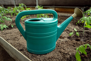 Green watering can in greenhouse with growing tomato plants, own small plantation to grow healthy ecological vegetables