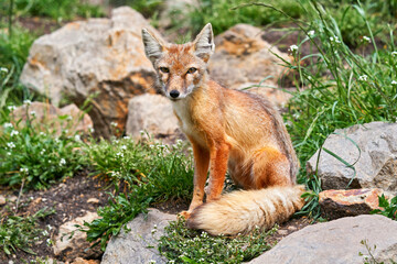 Corsac Fox, Vulpes corsac, in the nature stone mountain habitat, found in steppes and deserts in, Mongolia Central Asia.  Fox in the nature habitat.
