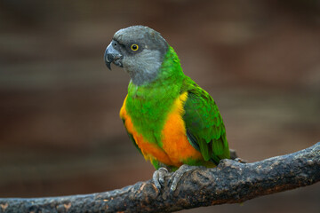 Senegal parrot, Poicephalus senegalus, yelow bird with grey head, siting on the branch, in nature habitat. Parrot in the African forest.  Bird from Senegal, Africa wildlife.
