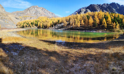Magnificent views of the high turquoise lake and mountains covered with yellow larch forest, autumn Siberia, Altai.