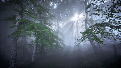 der Nebel Wald