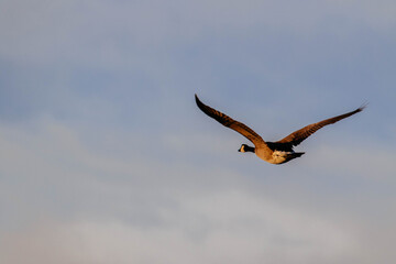 Canadian Goose