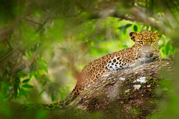 Fototapeta na wymiar Leopard in green vegetation. Hidden Sri Lankan leopard, Panthera pardus kotiya, Big spotted wild cat lying on the tree in the nature habitat, Yala national park, Sri Lanka. Widlife scene from nature.
