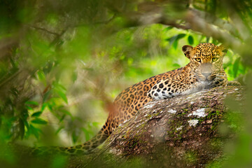 Leopard in green vegetation. Hidden Sri Lankan leopard, Panthera pardus kotiya, Big spotted wild cat lying on the tree in the nature habitat, Yala national park, Sri Lanka. Widlife scene from nature.