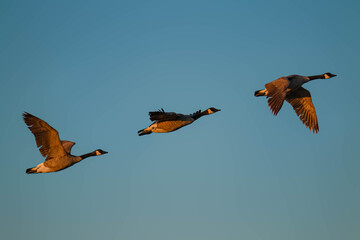 Canadian Goose