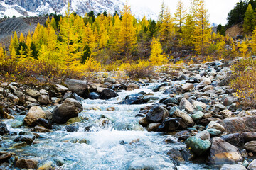 A mountain river flows through the forest like a waterfall.The larch trees of the Altai mountains are covered with snow.