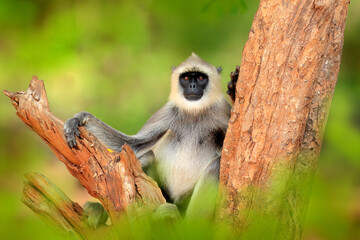 Langur on the tree.  Common Langur, Semnopithecus entellus, portrait of monkey in nature habitat, Sri Lanka. Feeding scene with langur. Wildlife of India. Monkey in nature habitat, clear background.