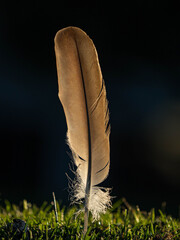 Feather of Canadian Goose