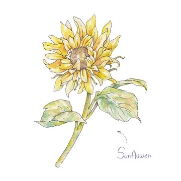 Yellow sunflower isolated on white background. Watercolor handwork illustration. Drawing of blooming fiower