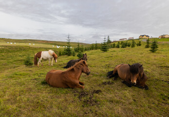 Fototapeta na wymiar Icelandic Horses at Green Landmark