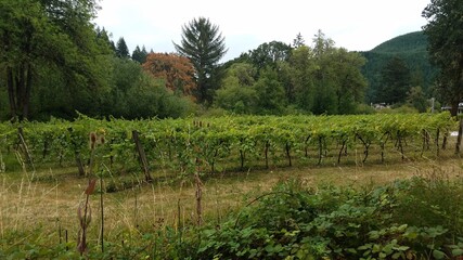 Fototapeta na wymiar green grape vines in rows and trees