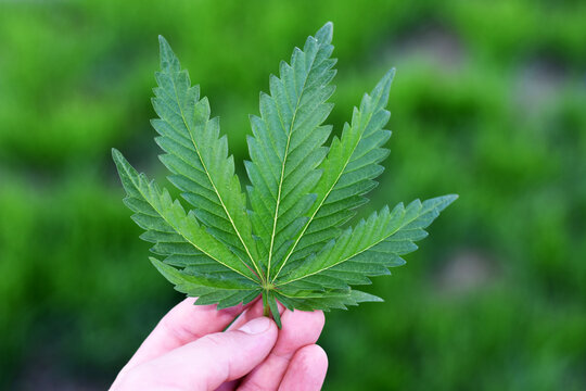 man holds hemp leaf in his hand on a green background. cannabis sativa medicinal plant