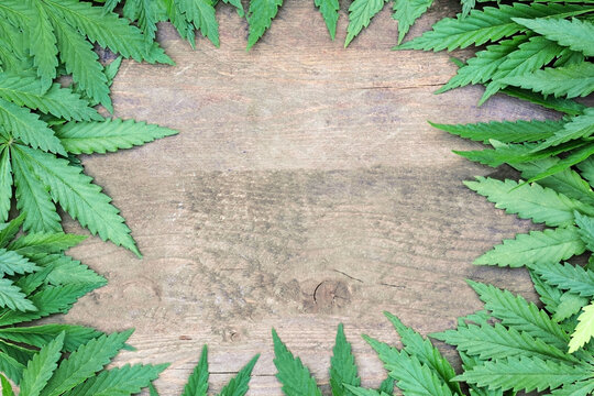 green hemp leaves around the perimeter of a wooden background. photo frame with center free space