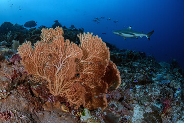 coral reef with shark